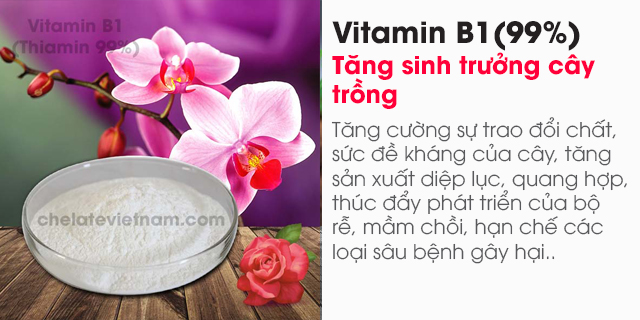 Vitamin B1 (Thiamin 99%) nguyên chất (Tăng sinh trưởng cây trồng, vật nuôi)
